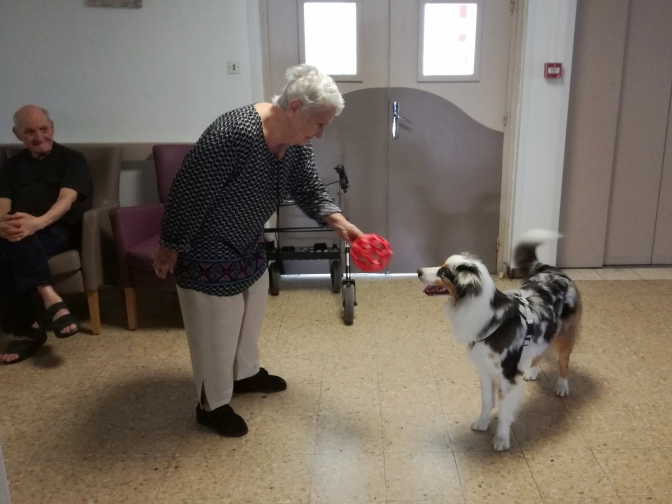 Visite de Nexie la petite chienne Berger-Australien