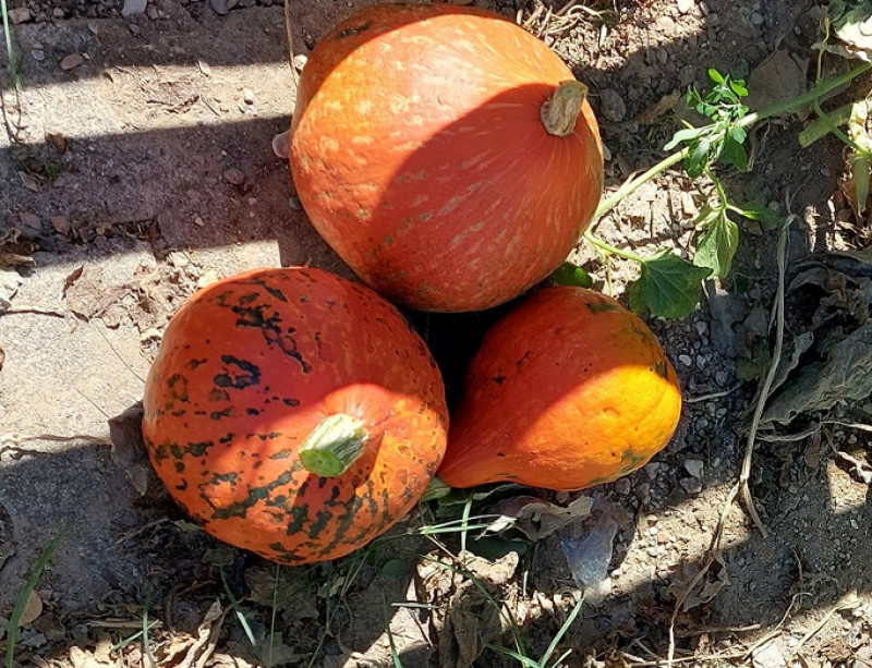 Les potimarrons de notre jardin extraordinaire à l'honneur